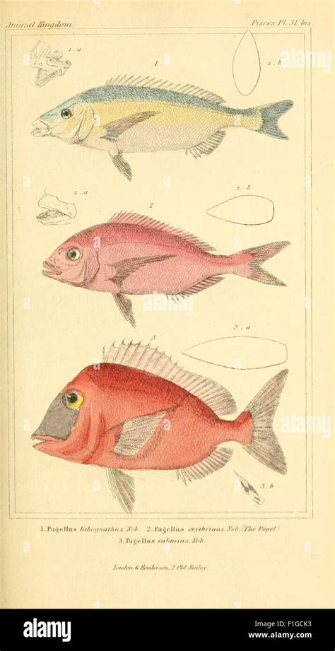 Zoological Classification 的图像结果