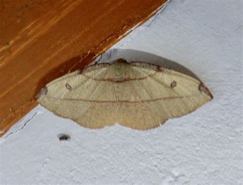 Hypochrosis hyadaria complex | Moths