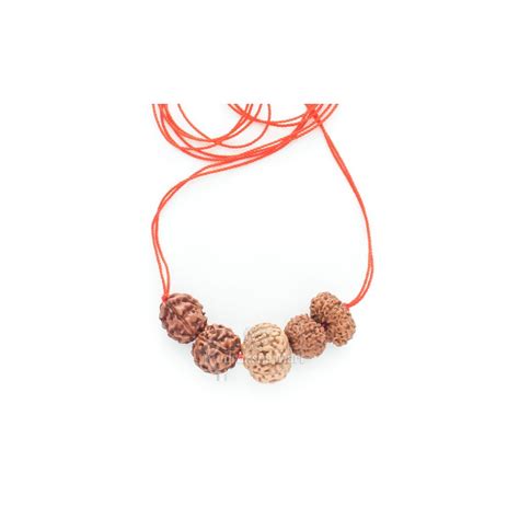 3, 5, 10, 11, 12 Mukhi Java Rudraksha Combination - Navagraha Shanti M ...