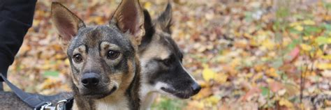 Harvest Mites in Pets - FOUR PAWS International - Animal Welfare ...