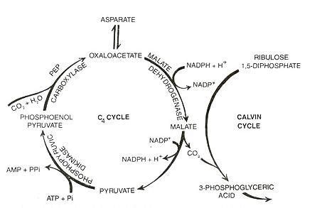 explain Hatch and Slack pathway with the help of flow chart. - Brainly.in