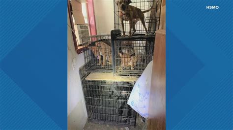 Cats, dogs, sugar glider among animals rescued from Clinton Co. | ksdk.com