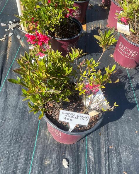 Autumn Embers Azalea 的图像结果