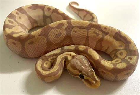 Image result for Female Pastel Ball Python