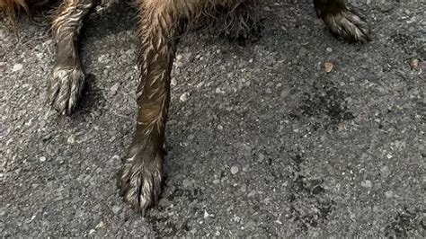 Dodging those puddles