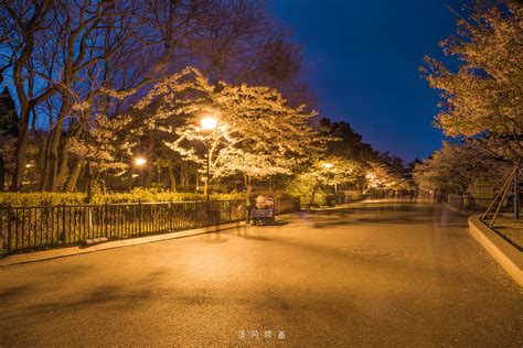 青岛中山公园樱花大道夜色|摄影|游记|沐风视觉 - 原创作品 - 站酷 (ZCOOL)
