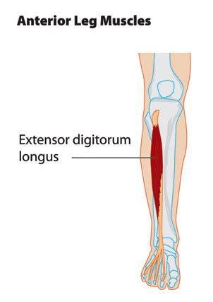 Image result for Extensor Digitorum Longus