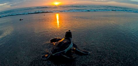 How Does Light Pollution Affect Sea Turtles | Americanwarmoms.org