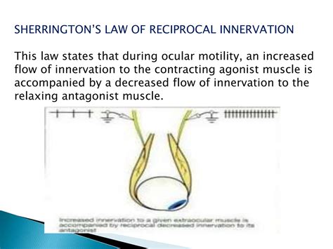 ANATOMY AND PHYSIOLOGY OF EXTRAOCULAR MUSCLES.pptx