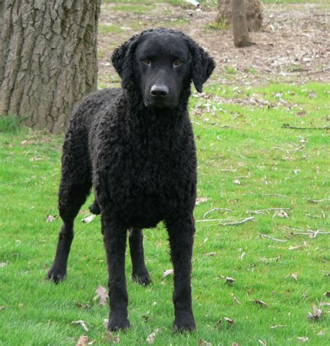 Unveiling the Charms of the Curly-Coated Retriever - All Big Dog Breeds