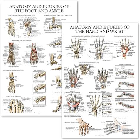Palace Learning 2 Pack Anatomy And Injuries Of The Hand | Desertcart INDIA