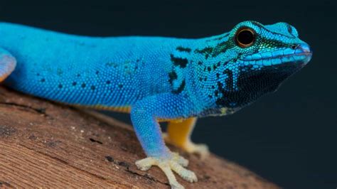 Electric Blue Crested Gecko - amphibian plant examples