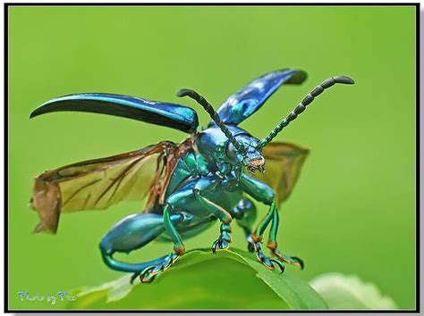 Insect 的图像结果