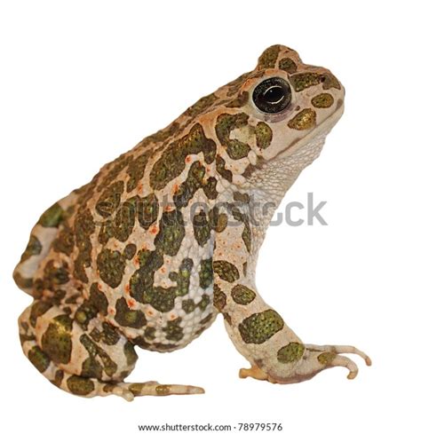 Image result for Bup Toad Texture