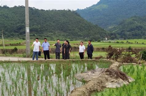 湖北随州广水遭遇旱情 土地龟裂农作物干枯-图片频道