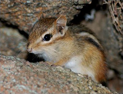 Image result for Exploding Chipmunk