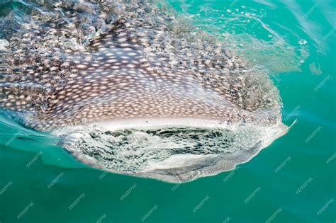 Premium Photo | Whale shark close up with big enormous open mouth jaws