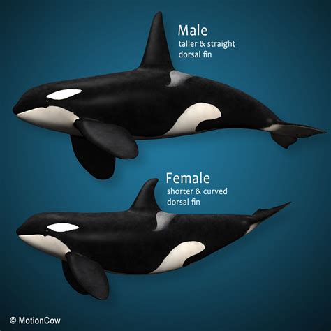 Família Orca Killer Whale Modelo 3D $149 - .lwo .max .obj .xsi .fbx ...