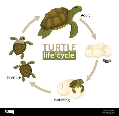 Painted Turtle Life Cycle at Indiana Brownless blog