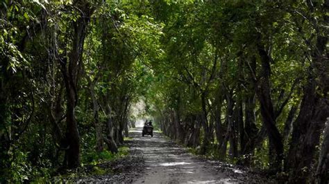 Complete guide to a fun safari in Kaziranga National Park, Assam ...