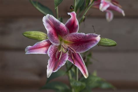 Lily (Lilium) Oriental Stargazer | Oriental Lilies | Gee Tee Bulbs UK