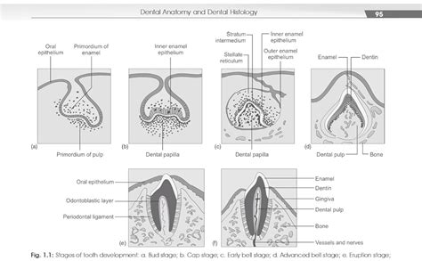 Buy Comprehensive Applied Basic Science Cabs For Mds Students 2Ed (Pb ...