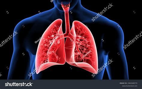 Image result for Lung Segmentation Using CNN