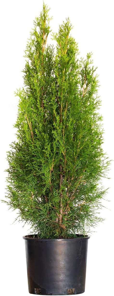Plants Mail 3 Gallon Emerald Green Arborvitae - Evergreen India | Ubuy