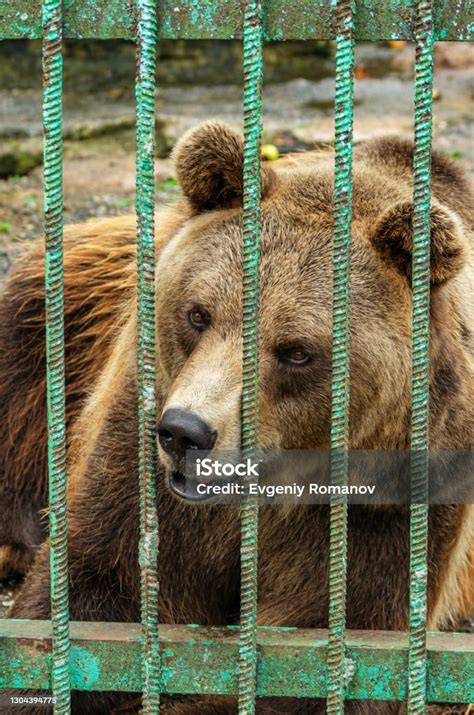 Park Of Foresters Of Bashkiria In Ufa Bear In The Enclosure Stock Photo ...