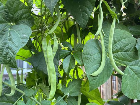 Green Beans Plant Bean Plants | High Quality Bean Plants | D.T. Brown