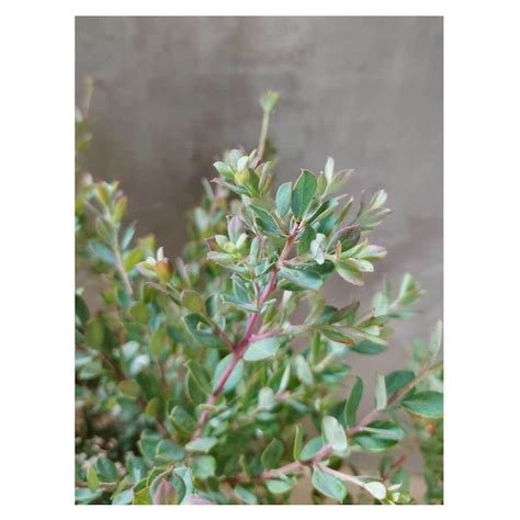 Vaccinium darrowii 'Indigo Blue' | Seeding