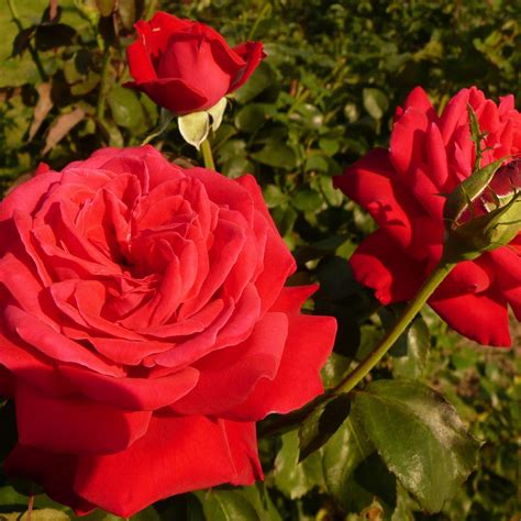All — Mahindra Nursery
