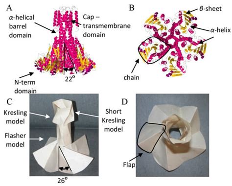 How Similar Are Proteins and Origami?