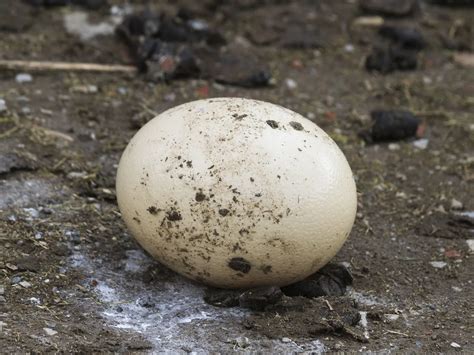 What Bird Lays The Largest Egg? (9 Biggest Bird Eggs in… | Birdfact