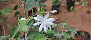 ASPEN® All Variety Jasmine Plants/Nithya Malli/Multi Variety Flower ...