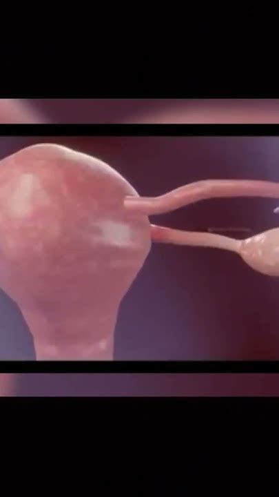 Image result for Coapulation in Humans