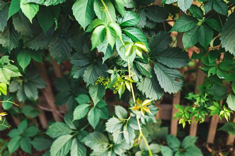How to Grow and Care for Virginia Creeper