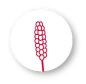 Limagrain India - Millet