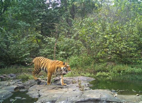 About Amrabad Tiger Reserve | UPSC Current Affairs| IAS GYAN