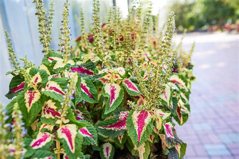 Coleus Plant Flower