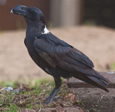 White-necked Raven - Native Raven Species in Africa
