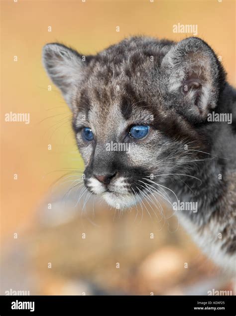 Cute Baby Mountain Lion