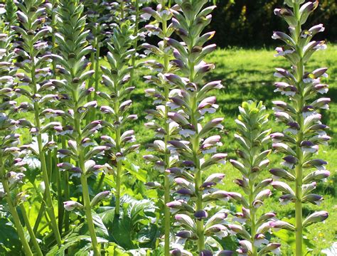 Your gardening questions answered: How can I remove an invasive ...