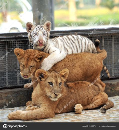 White Lions And Tigers Cubs