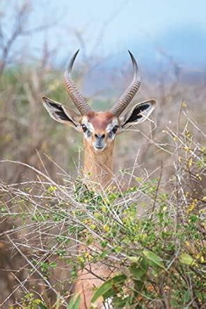 Notebear: Gerenuk Standing Upright to Reach Leaves Journal - Alternate ...