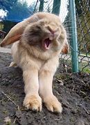 Image result for Bunny Yawn