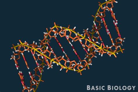 Genetics Introduction 的图像结果