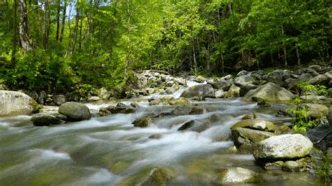 山涧溪流流水水资源森林GIF动图图片-正版gif素材401445622-摄图网