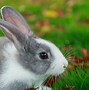 Image result for Small White Rabbit