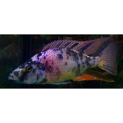 Best Cheapest Aquarium Fish Online at Low Price – Best4Pets